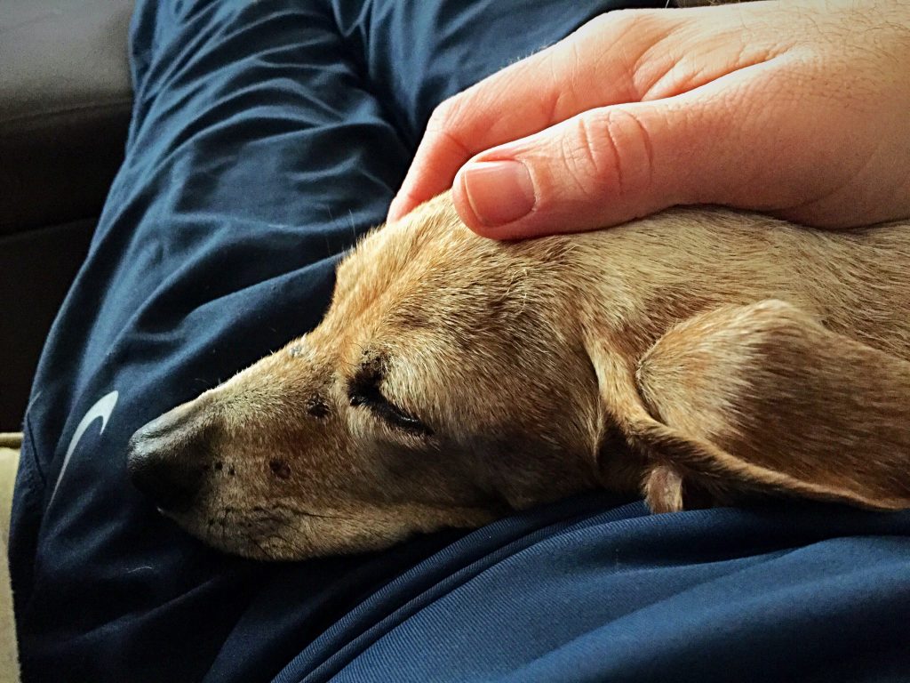 Iš Aukštaitijos sostinės gimtadienio su smagia staigmena šeimai namo grįžusi Šilagalio gyventoja Dovilė Norvilienė nė nenumanė, kad džiaugsmas po poros dienų pavirs netekties ašaromis. Pasiėmusi per Panevėžio gyvūnų globos draugijos organizuotą akciją jauną kalytę, kartu gavo ir mirtiną jos ligą. Pasirodo, ši neganda dabar intensyviai šienauja Lietuvos gyvūnų prieglaudas.