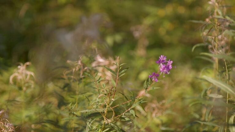 Lietuviai jau nuo seno žino vaistažolių naudą sveikatai, tačiau šiandien ji, deja, yra kiek primiršta.