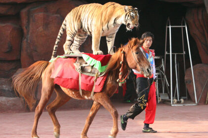 Seimas šią savaitę ėmėsi Vyriausybės siūlymo drausti naudoti gyvūnus cirke, griežčiau reglamentuoti miškuose įrengiamus aptvarus gyvūnams, gėrybių rinkimą miškuose ir kituose sklypuose.
