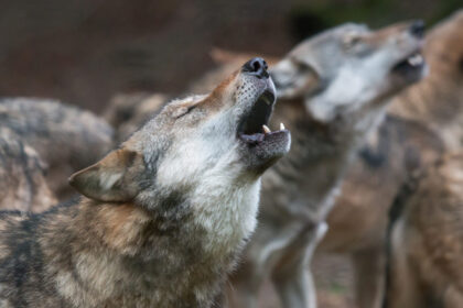 Prasidėjus vilkų medžioklės sezonui, jau trečią dieną patys pirmieji trys pilkiai sumedžioti Panevėžio apskrityje. Aplinkos ministerija per šį sezoną leido medžiotojams nupilti 120 vilkų. Tai yra daugiau nei pernai.