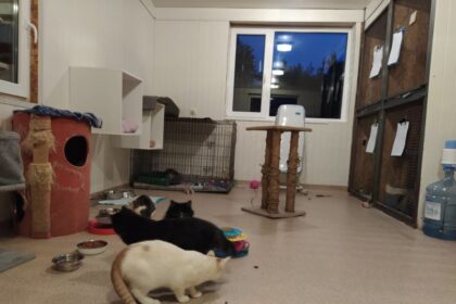 Panevėžio gyvūnų globos draugija, sulaukusi netikėtų svečių, susidūrė su tragikomiška situacija. Iš moteriškės paėmę katę, savanoriai taip ir liko nesupratę, kodėl ją kartu su dabar jau buvusia šeimininke atvežė pati policija.