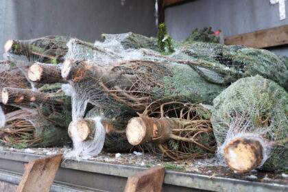 Iki Kūčių ir Kalėdų likus dviem savaitėms, prekybininkai teigia, kad lapkritį iškritus pirmajam sniegui visuomenė suskubo ruoštis šventėms ir pirkti medelius, dažnai didesniais kiekiais nei 2022 metais.