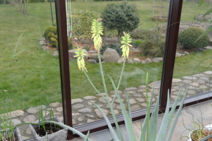 Panevėžio rajone gyvenančią Kėvelaičių šeimą jau antrus metus iš eilės maloniai nustebina vienas auginamų alijošių – pasipuošia žiedais. Jų žiniomis, toks reiškinys Lietuvoje – labai retas.