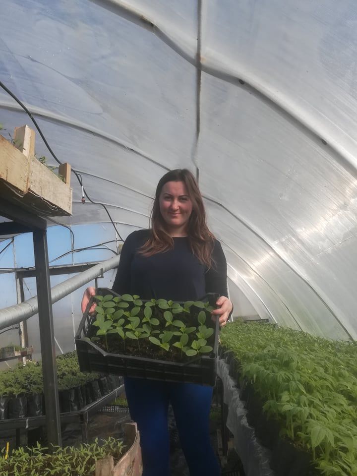 Miežiškietė V. Burneikienė šįmet buvo pasirengusi parduoti 20 tūkst. pomidorų, 8 tūkst. agurkų ir tiek pat paprikų daigelių. Jei draudimas prekiauti turgavietėse ne maisto produktais bus pratęstas, tūkstančiai daigų keliaus ne į daržus, o į kompostą. Asmeninio archyvo nuotr.