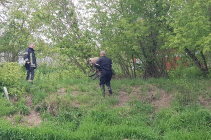 Panevėžio rajone ugniagesių pagalbos prireikė į upę nuo stataus kranto nusiritusiai avelei.