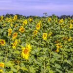 Pravažiavus Velžį ir Keravos kaimą, akį iš tolo patraukia Lietuvoje nedažnas peizažas – geltonuojantis saulėgrąžų laukas.