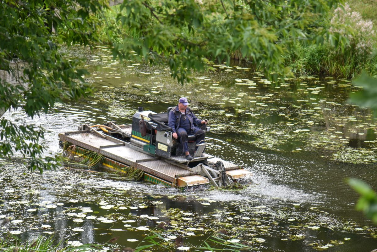 Panevėžį kertantis Nevėžis šienauti pradėtas prieš dešimtmetį. P. ŽIDONIO nuotr.