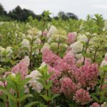 Prieš metus naują medelyną Karsakiškio seniūnijoje įkūręs panevėžietis Marius Bilkis turi unikalią verslo idėją, neabejotinai į šias apylinkes ateityje pritrauksiančią turistų.