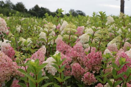Prieš metus naują medelyną Karsakiškio seniūnijoje įkūręs panevėžietis Marius Bilkis turi unikalią verslo idėją, neabejotinai į šias apylinkes ateityje pritrauksiančią turistų.