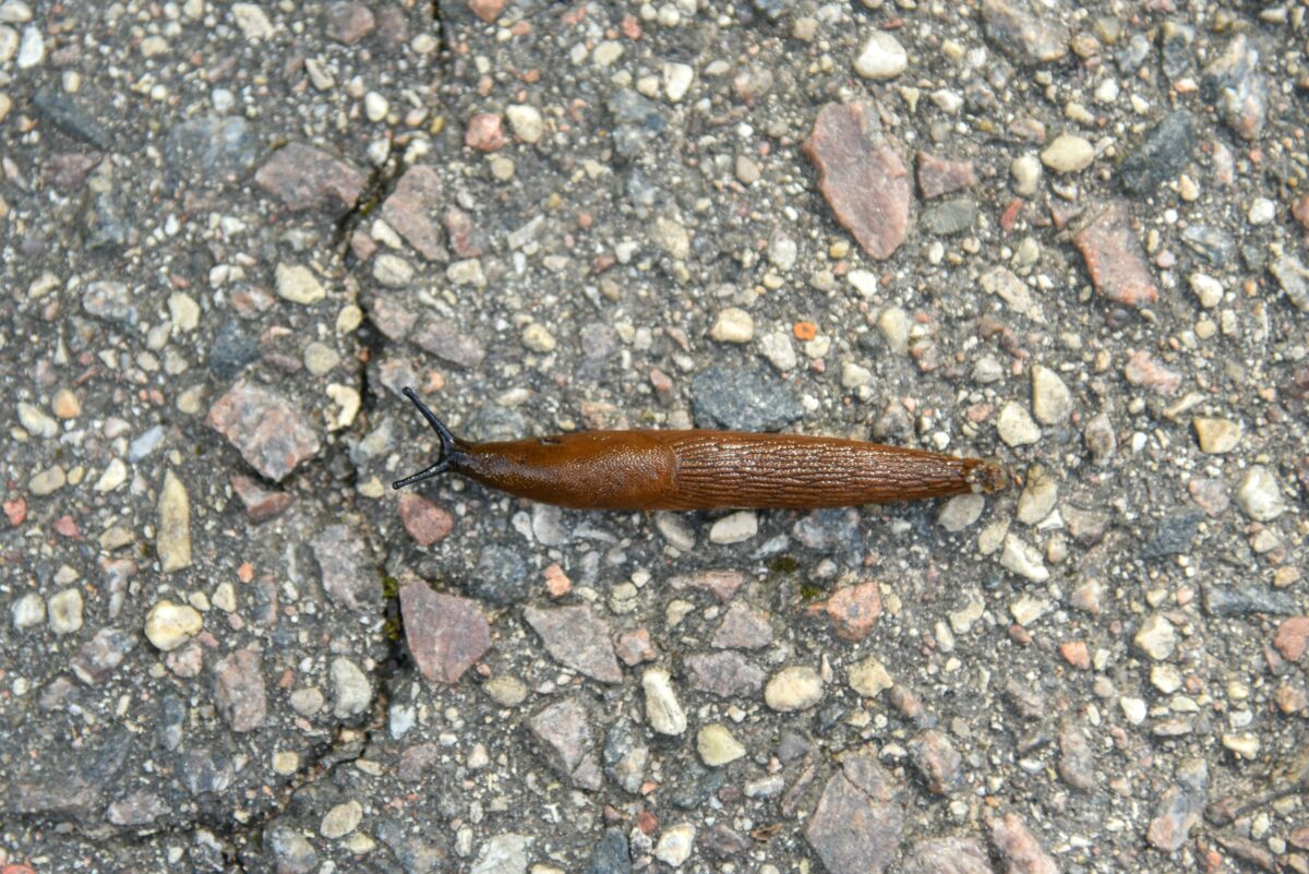 ki šiol šiais nedraugiškais naujakuriais pernelyg nesidomėjusi miesto Savivaldybė dabar susirūpino ir ketina konsultuotis su ekspertais. P. Židonio nuotr.