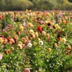 Apsilankius Panevėžio rajone, skaistgirietės jurginų augintojos Virginijos Gasiūnaitės sodyboje neįmanoma neaiktelėti iš nuostabos.