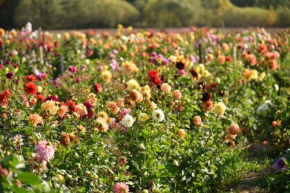 Apsilankius Panevėžio rajone, skaistgirietės jurginų augintojos Virginijos Gasiūnaitės sodyboje neįmanoma neaiktelėti iš nuostabos.