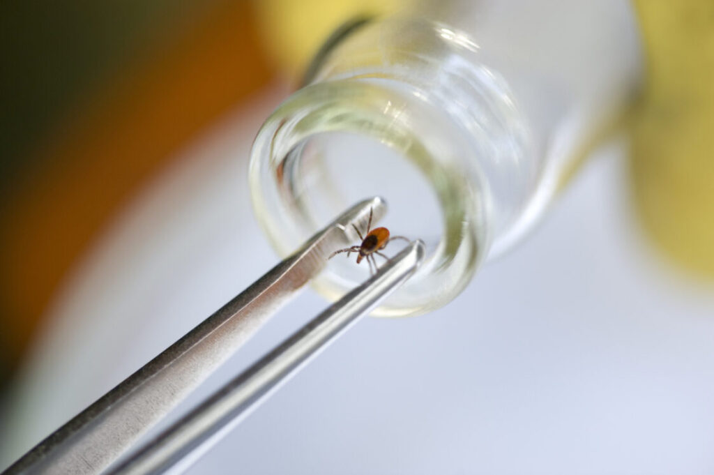 Užkrečiamųjų ligų ir AIDS centro (ULAC) duomenimis, šiais metais užregistruoti trys mirties atvejai nuo erkinio encefalito (EE). Mirties atvejai nustatyti Vilniaus, Kauno ir Panevėžio apskrityse. Ligoniai priklausė 65–74 ir 45–54 metų amžiaus grupėms. Pernai per visus metus buvo užregistruoti šeši mirties atvejai nuo erkinio encefalito.