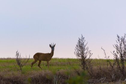 Aplinkos apsaugos departamento Panevėžio gyvosios gamtos apsaugos inspekcijos pareigūnai rugpjūčio pabaigoje sulaikė tris asmenis, neteisėtai sumedžiojusius stirnos jauniklį. Medžiotojams teismo skirtos baudos siekia 3500 eurų. Taip pat buvo konfiskuotas visureigis „Mitsubishi Pajero Pinin“.