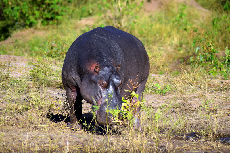Begemotas viename iš nacionalinių parkų. ASMENINIO ARCHYVO nuotr.