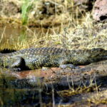 Kriugerio nacionalinis parkas. ASMENINIO ARCHYVO nuotr.