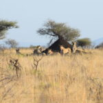 Liūtės Pilanesbergo nacionaliniame parke. ASMENINIO ARCHYVO nuotr.