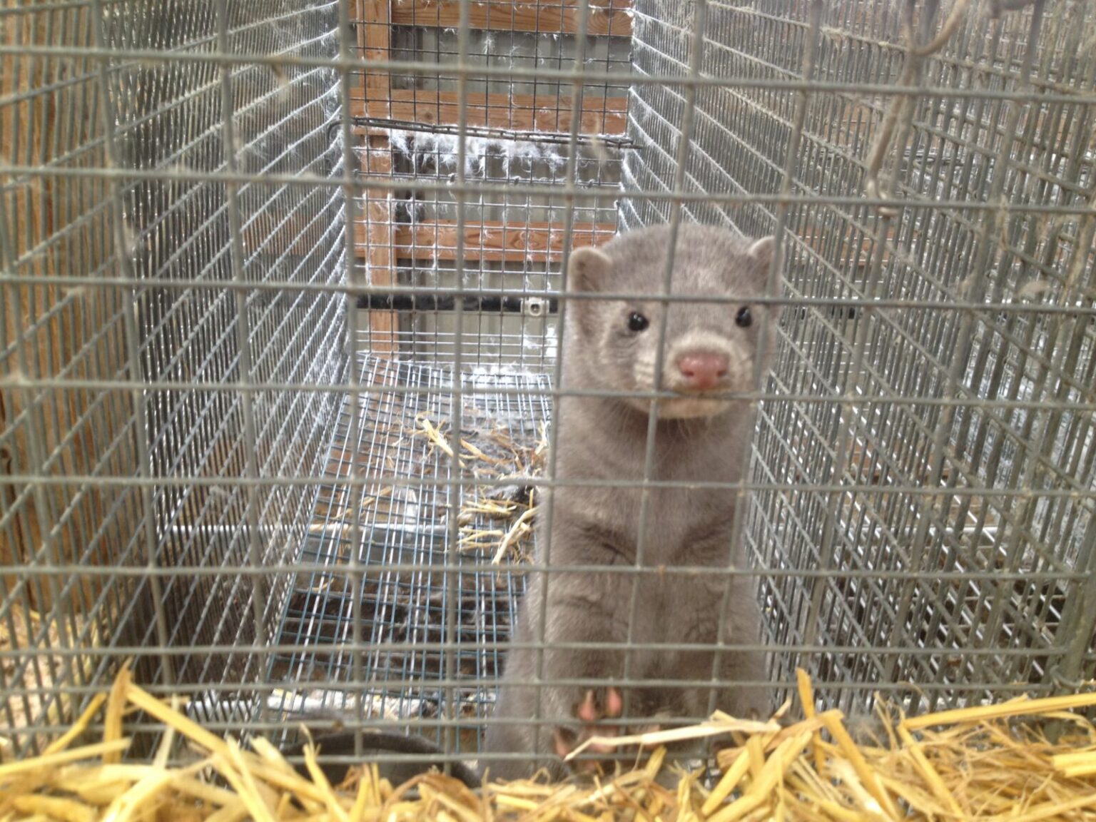 Vieninteliame Panevėžio rajone audinių ūkyje koronavirusu susirgus darbuotojui, išvengta scenarijaus, kai Jonavos rajone fermose nugaišus daugiau nei tūkstančiui COVID-19 užsikrėtusių audinių teko užmigdyti dar kelias dešimtis tūkstančių.