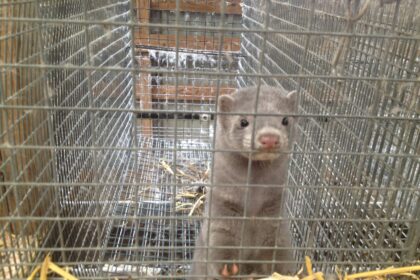 Vieninteliame Panevėžio rajone audinių ūkyje koronavirusu susirgus darbuotojui, išvengta scenarijaus, kai Jonavos rajone fermose nugaišus daugiau nei tūkstančiui COVID-19 užsikrėtusių audinių teko užmigdyti dar kelias dešimtis tūkstančių.