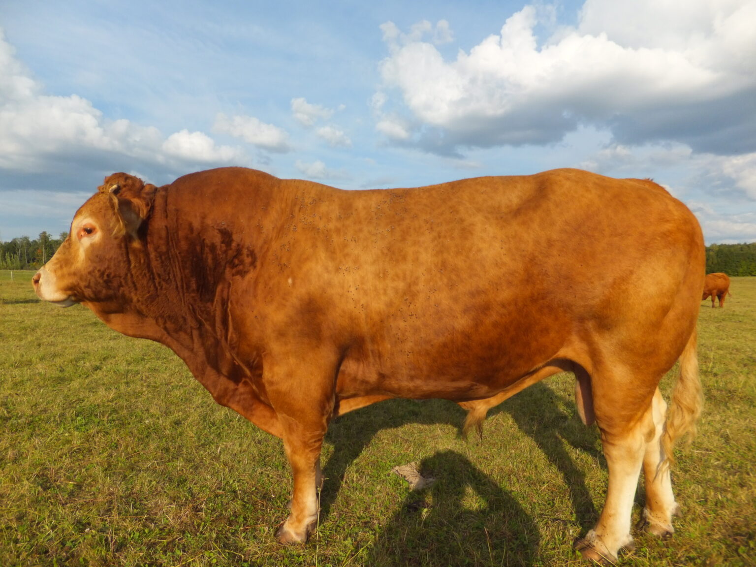 Astrologai žada, kad vasario 3-iąją pagal kinų Saulės kalendorių į Lietuvą ateinantys Metalinio Jaučio metai bus intensyvūs, kupini naujų galimybių ir iššūkių. Juos įveiks kiekvienas, pasiryžęs nuoširdžiai dirbti.