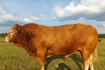 Astrologai žada, kad vasario 3-iąją pagal kinų Saulės kalendorių į Lietuvą ateinantys Metalinio Jaučio metai bus intensyvūs, kupini naujų galimybių ir iššūkių. Juos įveiks kiekvienas, pasiryžęs nuoširdžiai dirbti.