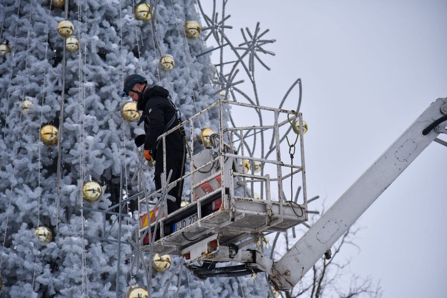 Panevėžys atsisveikina su šiųmete gražuole kalėdine egle.