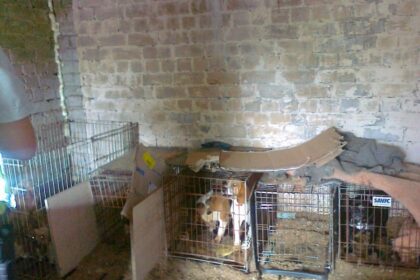 Šiaulių apygardos teismas nusprendė konfiskuoti 17 šunų iš neteisėtai ir netinkamai juos laikiusio veisėjo, penktadienį pranešė Valstybinė maisto ir veterinarijos tarnyba (VMVT).