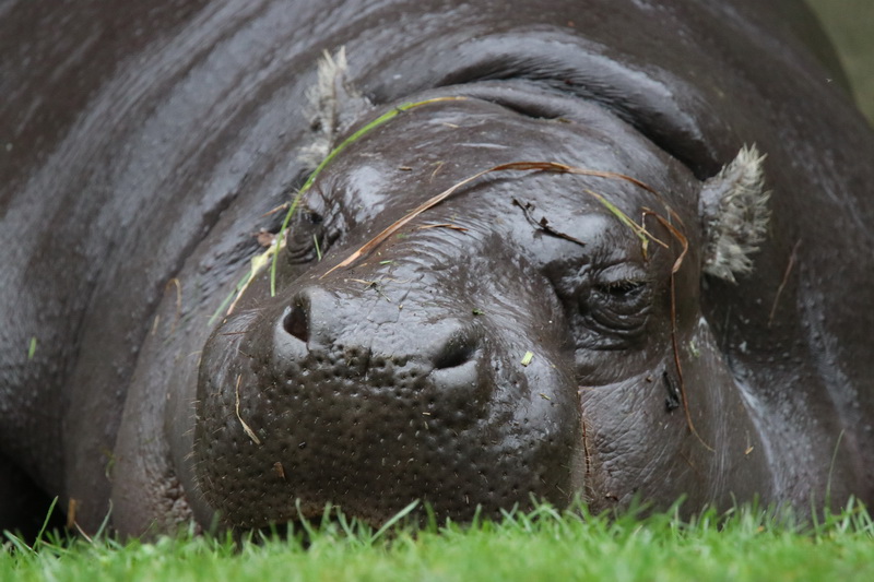 Nykštukinis begemotas. LIETUVOS ZOOLOGIJOS SODO nuotr.