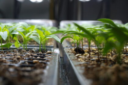 Nors ši žiema priminė, kas yra tikrasis speigas, prasidėjus astronominiam pavasariui jau dažnas galvoja, ką sės ir sodins. Panevėžio rajono daržovių augintojai pradeda ruošti šiltnamius, o kai kas griebėsi neįprastų sprendimų.