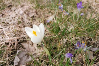 Nors Panevėžio viešųjų erdvių atnaujinimą lydi skandalai dėl išpjaunamų medžių, Savivaldybė skelbia, jog žaliosios dangos – nuo žolės iki medžių – mieste daugėja. Pastaraisiais metais Panevėžyje kasmet pasodinama šimtai medžių ir tūkstančiai krūmų.