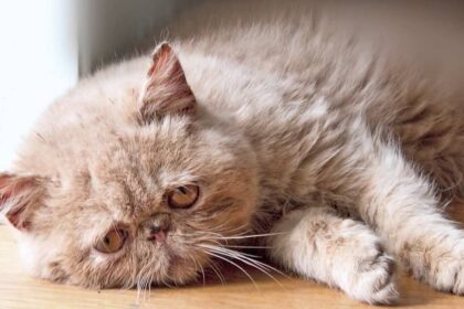 Turėjęs būti malonus pasivaikščiojimas miške sulos atėjusiems panevėžiečiams baigėsi sukrėtimu, aptikus žmonių nesuvokiamo žiaurumo įrodymus.