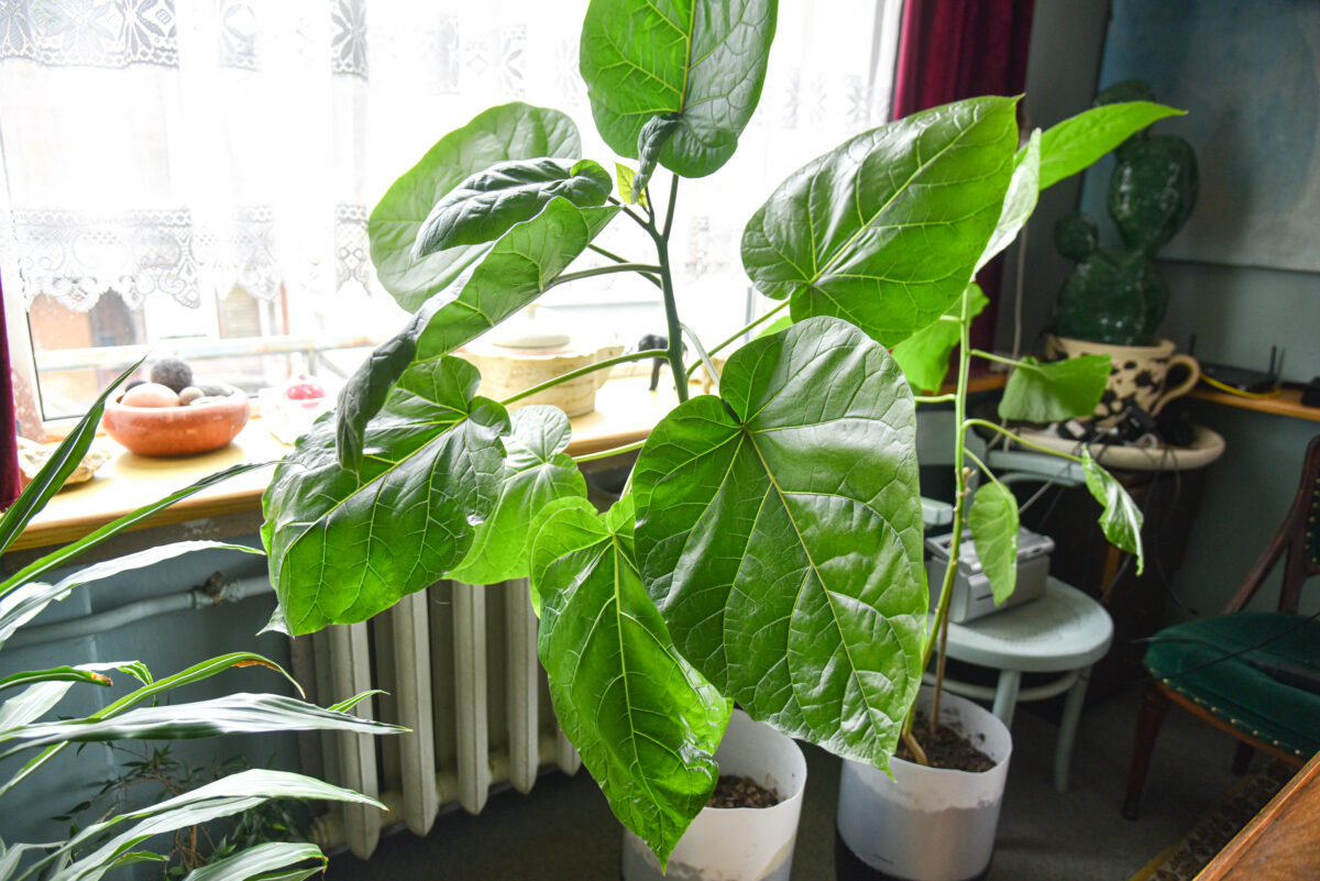 Kažkada didžiausią šalyje retų valgomų augalų mėgėjišką sodą turėjęs keramikas A. Jonušis ir dabar eksperimentuoja su augalais. P. Židonio nuotr.