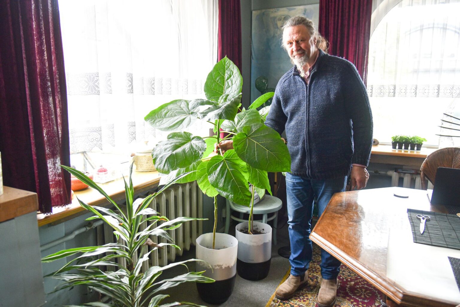 Egzotiniai vaisiai ant lietuviško stalo – nebe naujiena, tačiau apie basovijas dar daugelis nėra girdėjęs. Iš Čilės kilusį augalą, dar vadinamą tamarilo pomidorų medžiu, namuose iš sėklos išauginęs panevėžietis keramikas Algirdas Jonušis jau netrukus viliasi sužinoti: jo vaisiai skoniu labiau mena visiems žinomą pomidorą ar visgi egzotiškąją pasiflorą.