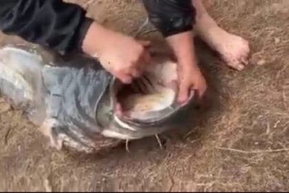 Socialiniuose tinkluose ir viešojoje erdvėje pasirodžiusi informacijai apie Sartų ežere pagautą rekordinio dydžio šamą, kuris galimai buvo sugautas pažeidžiant mėgėjiškos žvejybos taisykles, Panevėžio gyvosios gamtos apsaugos inspekcija nedelsiant ėmėsi priemonių ištirti šią informaciją ir atrasti pažeidėją ilgai netruko.