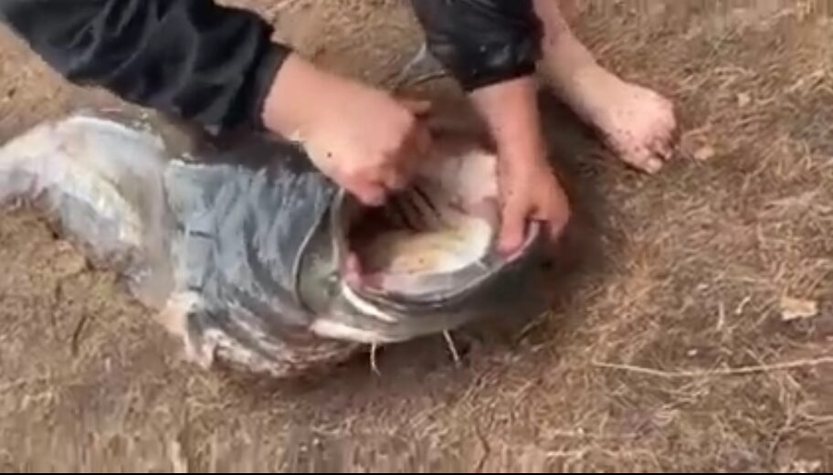 Socialiniuose tinkluose ir viešojoje erdvėje pasirodžiusi informacijai apie Sartų ežere pagautą rekordinio dydžio šamą, kuris galimai buvo sugautas pažeidžiant mėgėjiškos žvejybos taisykles, Panevėžio gyvosios gamtos apsaugos inspekcija nedelsiant ėmėsi priemonių ištirti šią informaciją ir atrasti pažeidėją ilgai netruko.