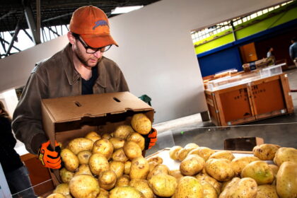 Ūkininkams plušant laukuose ir net jau laukiant pirmojo šviežio derliaus, jų sandėliuose ir saugyklose vis dar tebekūpso dėl karantino apribojimų užsilikusių daržovių kalnai.