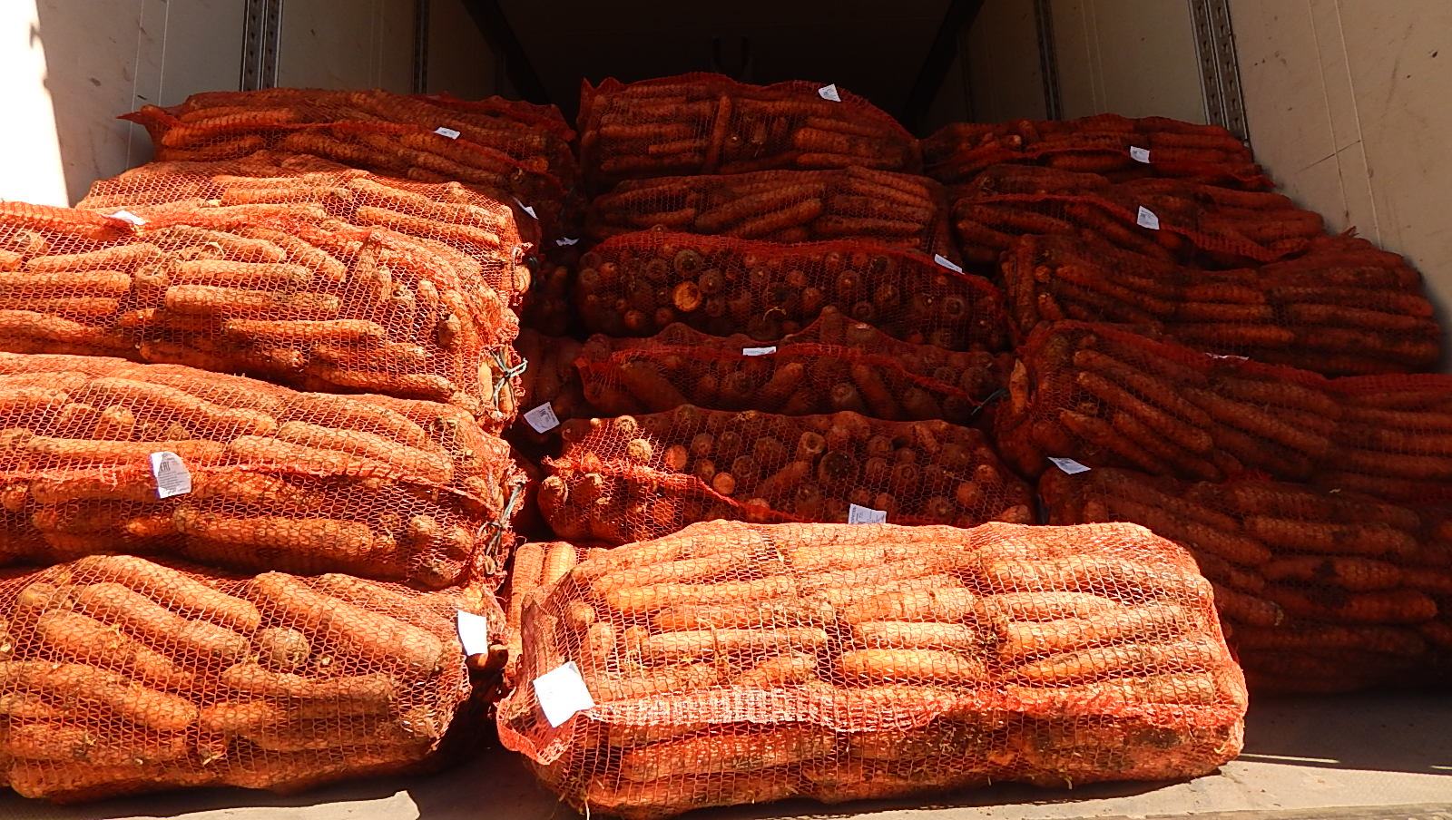 Ūkininkai skaičiuoja nuostolius dėl karantino – taip ir nepardavę dabar bepradedančių pūti daržovių: bulvių, morkų, burokėlių, svogūnų. „SEKUNDĖS“ nuotr. 