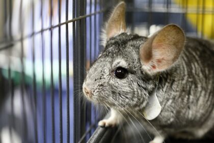 Lietuvoje pirmą kartą rengiamas leidžiamų nelaisvėje laikyti ir veisti žinduolių rūšių sąrašas, taip pat naminių gyvūnų sąrašas, pranešė Aplinkos ministerija.