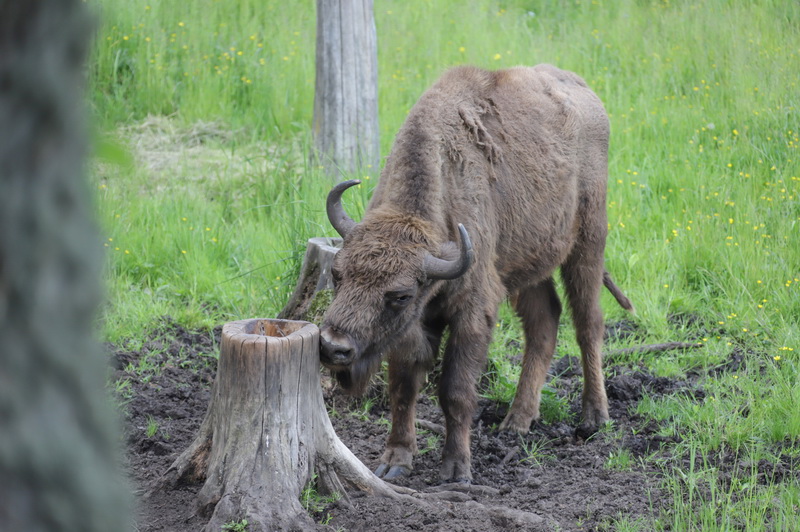 Vieno tokio galiūno gyvenimas stumbryne per metus kainuoja apie tūkstantį eurų. I. STULGAITĖS-KRIUKIENĖS nuotr.