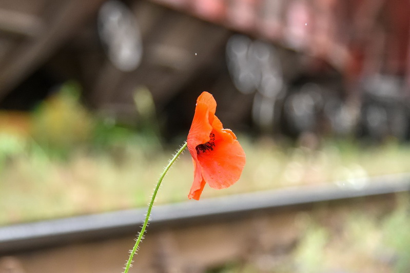 Vis mažiau lieka tautiečių, menančių ir galinčių papasakoti apie vieną skaudžiausių Lietuvos istorijos puslapių – masines tremtis. „SEKUNDĖS“ nuotr. 