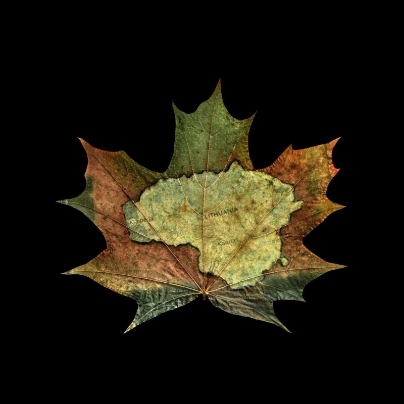 Žilvinas Kropas. „Įkūnytas išnykimas“. Iš serijos „Chlorofilo procesas“. 2020 metai.