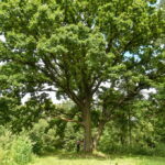 Seną sodybą Karsakiškio seniūnijoje prieš beveik dvejus metus nusipirkę verslininkas Marius Bilkis ir jo gyvenimo draugė Rūta Čepukonytė visiškai nesitikėjo, kad su apgriuvusiais pastatais, uždumblėjusiu tvenkiniu gaus ir neįtikėtiną priedą prie apleisto vienkiemio.