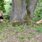 Kakūnų gražuolį aptikę Marius Bilkis ir Rūta Čepukonytė nesitikėjo, kad tai bus žavingiausias Lietuvoje trikamienis ąžuolas. P. ŽIDONIO nuotr.