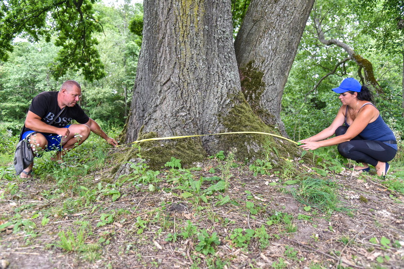 Kakūnų gražuolį aptikę Marius Bilkis ir Rūta Čepukonytė nesitikėjo, kad tai bus žavingiausias Lietuvoje trikamienis ąžuolas. P. ŽIDONIO nuotr.