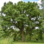 Valstybinė saugomų teritorijų tarnyba Karsakiškio seniūnijoje esantį ąžuolą rengiasi paskelbti saugomu gamtos paminklu. P. ŽIDONIO nuotr.