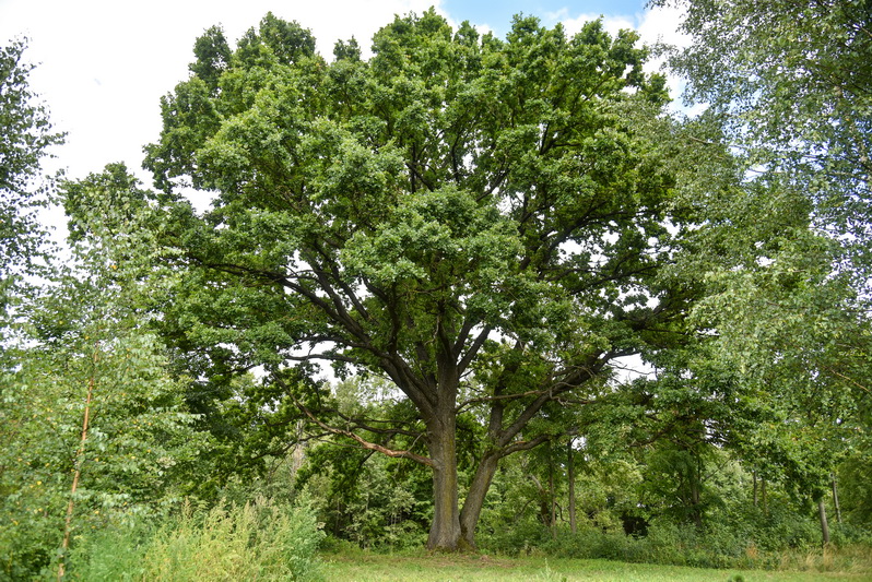 Valstybinė saugomų teritorijų tarnyba Karsakiškio seniūnijoje esantį ąžuolą rengiasi paskelbti saugomu gamtos paminklu. P. ŽIDONIO nuotr.