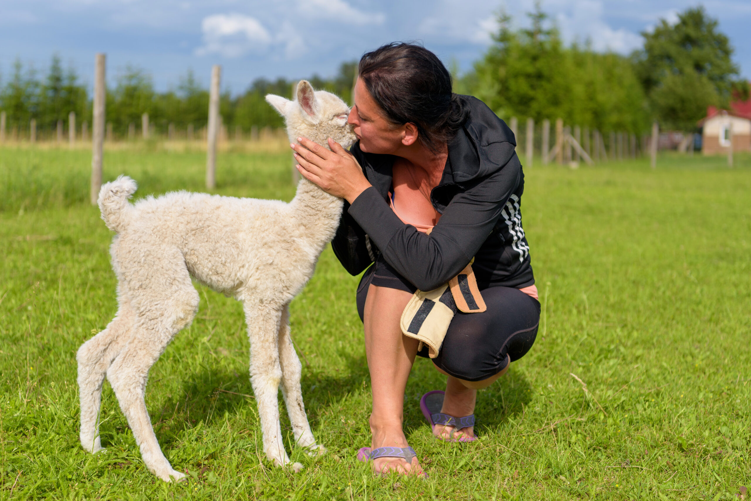 Pradėjo vos nuo kelių mielų minkštų gyvūnėlių, o dabar R. Meleškienės aptvaruose laigo keturios dešimtys šių tarsi pliušinių gražuolių. Šiuo metu tai vienas labiausiai lankomų ūkių Panevėžio rajone. G. Karaliūnaitės nuotr.