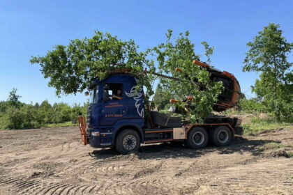 Sekant turtingų pasaulio šalių pavyzdžiu, Lietuvoje populiarėja nebemažų, po dešimt ir netgi daugiau metų vienoje vietoje augusių medžių perkėlimas į kitą vietą.