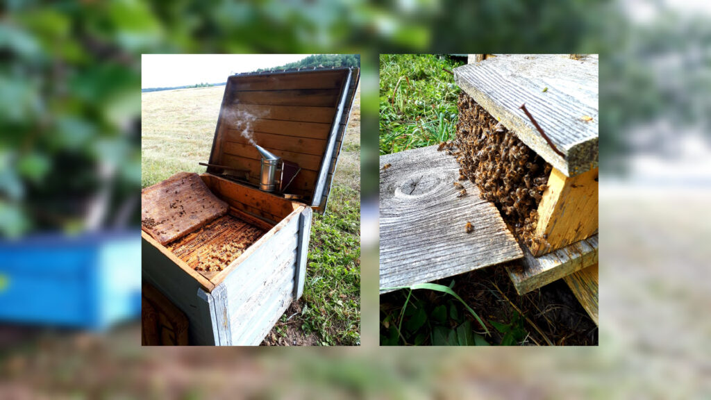 Panevėžio bitininkų draugijoje iš 199 narių moterys tesudaro vos penktadalį.