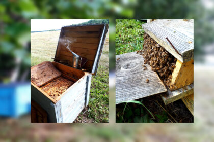 Panevėžio bitininkų draugijoje iš 199 narių moterys tesudaro vos penktadalį.